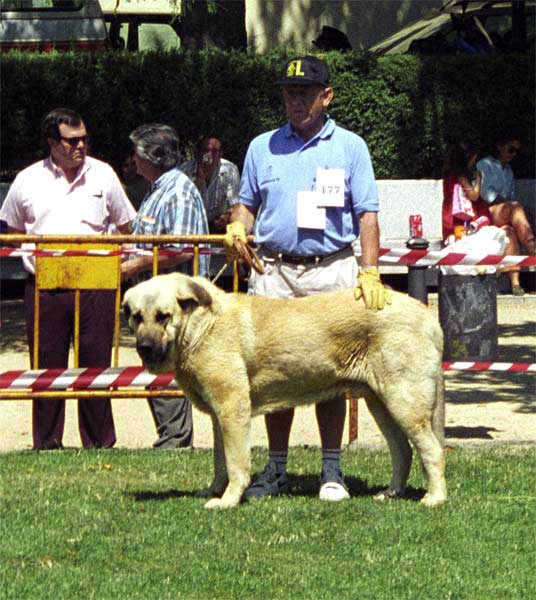 Remo - Open Class Males, Especial Razas Españolas, El Escorial, Madrid, 19.07.1998
(Ch. Tigre x Dulce de Campollano)
Born: 02.12.1992
Breeder & owner: Luis Rabanal 
Keywords: 1998 rabanal