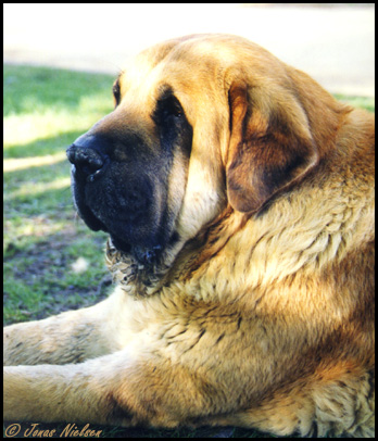 Romulo de Mado-En - Open Class Males: Exc. 2 - Monográfica AEPME 1999
(Ch. Ciro x Canica de Mado-En)

Photo: Jonas Nielsen - © Copyright.  
 

Keywords: 1999 head portrait cabeza Mado-En