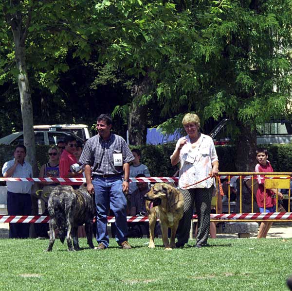 Cosquilla de Jusiante & Calima del Corisco - Open Class Females, Especial Razas Españolas, El Escorial, Madrid, 19.07.1998
Cosquilla: (Cronos x Lara de los Mesones), Born: 07.10.1996 - Breeder & owner: Juan Silla Tronchoni
Calima: (Castillo de Corisco x Tula del Corisco), Born: 10.12.1995 - Breeder: Isaac Alvarez, owner: Juan Silla Tronchoni



Keywords: 1998 jusiante