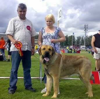 Dozy Dragon Herbu Wielka Lapa - Intermediate class, EXC. 1, BOB, CAC, CACIB, International Dog Show, Ylivieska, Finland 19.07.2008
(Druso de la Aljabara x Bancia Dobra Rasa) 
Born: 10.03.2007
Keywords: 2008 satu