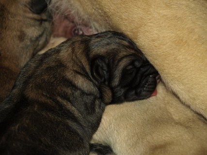 Puppies born 12.04.2011
Indiano Mastibe (HD-B)  X Kally Amena Mastibe (HD-A)



Anahtar kelimeler: puppyestonia zarmon