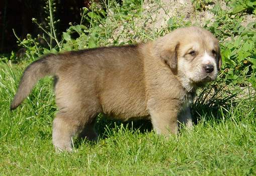 26 days old female from Tornado Erben
Druso de la Aljabara x Cassandra Tornado Erben  

Keywords: tornado puppy cachorro