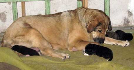 Elfa (Bas Magia Alabama) and her puppies (1 week old)
Naik Naikons Lirs Favorits x Bas Magia Alabama 
Keywords: elfa