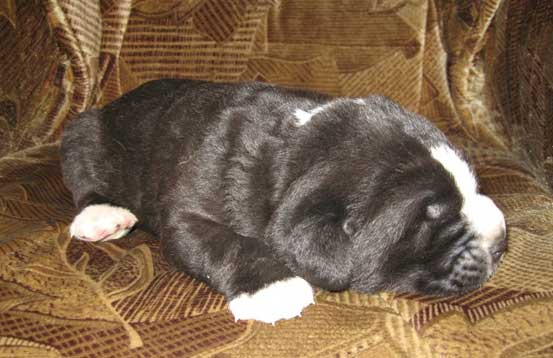 Puppy (1 week old) born July 2007
Naik Naikons Lirs Favorits x Bas Magia Alabama 
Keywords: elfa