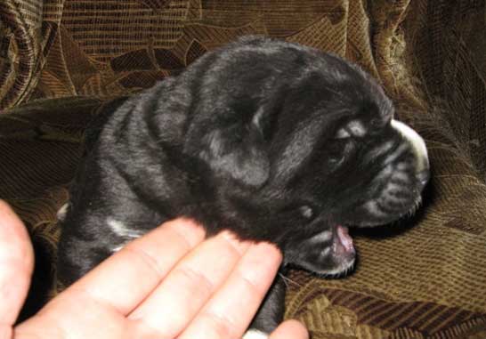 Puppy (1 week old) born July 2007
Naik Naikons Lirs Favorits x Bas Magia Alabama 
Keywords: elfa