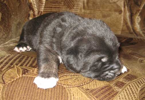 Puppy (1 week old) born July 2007
Naik Naikons Lirs Favorits x Bas Magia Alabama 
Keywords: elfa