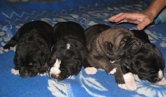 Puppies (1 week old) born July 2007
Naik Naikons Lirs Favorits x Bas Magia Alabama 


Keywords: elfa