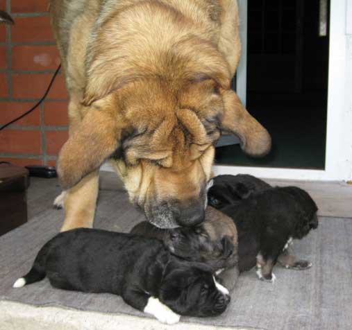 Elfa (Bas Magia Alabama) and her puppies born July 2007
Naik Naikons Lirs Favorits x Bas Magia Alabama 
Keywords: elfa