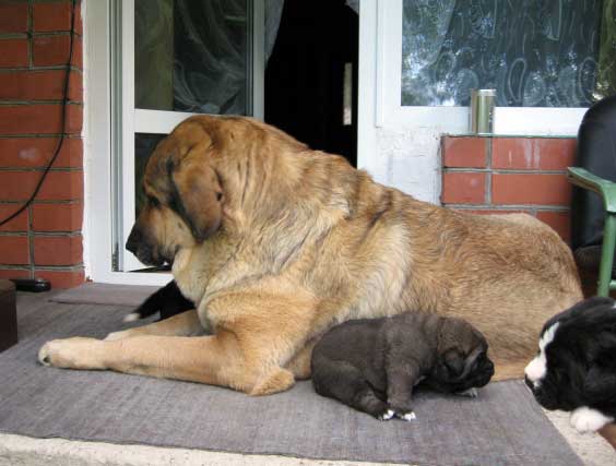 Elfa (Bas Magia Alabama) and her puppies born July 2007
Naik Naikons Lirs Favorits x Bas Magia Alabama 
Keywords: elfa