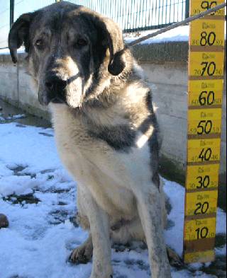 Adoption - YOKO (REF: 81206) - Urgente - Urgent!
http://www.mimejoramigo.com/apasos/perro.php - SOS VITORIA
Fecha: 2008-12-11 
Raza: MASTIN 
Edad: 2,5 AÑOS 
Sexo: MACHO
Descripción: CASI TODA SU VIDA LA HA PASADO EN UNA RESIDENCIA CANINA. TIENE CARACTER.
Deutscher Ansprechpartner: E-Mail: c-nickel@t-online.de (bitte unbedingt Stichwort "Vitoria" im Betreff angeben) 
Tlf: 0177 / 2118338 (bitte ggf. Nachricht auf Mailbox hinterlassen, Rückruf erfolgt).
Contacto: apasosvitoria@gmail.com
Si estás interesado en adoptar este animal: Llámanos cuanto antes a los siguientes teléfonos
perros: 667 81 76 50 / 657 896 164 

Keywords: sos vitoria