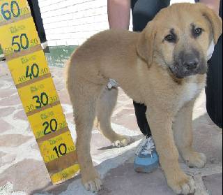 Adoption - BUBU (REF: 90222)
[url=http://www.mimejoramigo.com/apasos/perro.php] SOS VITORIA [/url]
Fecha: 2009-03-19 
Raza: MASTIN 
Edad: 4 MESES 
Sexo: MACHO
Descripción: BUSCA UN BUEN HOGAR, ES BUENO Y TRANQUILO. 

Si estás interesado en adoptar este animal: Llámanos cuanto antes a los siguientes teléfonos
perros: 667 81 76 50 / 686 38 26 34 e indicanos su referencia (REF: 90222)
o a este email: apasosvitoria@gmail.com

Deutscher Ansprechpartner:
E-Mail: c-nickel@t-online.de (bitte unbedingt Stichwort "Vitoria" im Betreff angeben) 
Tel.Nummer: 0177 / 2118338 (bitte ggf. Nachricht auf Mailbox hinterlassen, Rückruf erfolgt).

 

