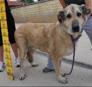 Adoption - NORA (REF: 90563) - 9 years old
[url=http://www.mimejoramigo.com/apasos/perro.php] SOS VITORIA [/url]
Fecha: 2009-07-18    
Raza: MASTIN  
Edad: 9 AÑOS / 9 Years 
Sexo: HEMBRA / Female
Descripción:  ENTREGADO POR EL QUE FUE SU DUEÑO, PORQUE DICE QUE ES MAYOR PARA PODER CUIDARLE. 
Given to the rescue center by the owner because he says he is too old to take care of her. 

Si estás interesado en adoptar este animal: Llámanos cuanto antes a los siguientes teléfonos
perros: 667 81 76 50 / 686 38 26 34 e indicanos su referencia (REF: 90563)
o a este email: apasosvitoria@gmail.com

Deutscher Ansprechpartner:
E-Mail: c-nickel@t-online.de (bitte unbedingt Stichwort "Vitoria" im Betreff angeben) 
Tel.Nummer: 0177 / 2118338 (bitte ggf. Nachricht auf Mailbox hinterlassen, Rückruf erfolgt).
