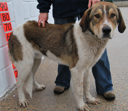 Adoption 2010 - BARTOLO (REF: 91096)
[url=http://www.mimejoramigo.com/apasos/index.php] SOS VITORIA [/url]
Fecha: 2009-12-00    
Raza: MASTIN  
Edad: 1 AÑO/1 YEAR
Sexo: MACHO/MALE
Descripción:  ENCONTRADO EN EL CAMPO, ES MAJO Y SOCIABLE CON PERROS Y PERSONAS. 

Si estás interesado en adoptar este animal: Llámanos cuanto antes a los siguientes teléfonos
perros: 667 81 76 50 / 686 38 26 34 e indicanos su referencia (REF: 91096)
o a este email: apasosvitoria@gmail.com

Deutscher Ansprechpartner:
E-Mail: c-nickel@t-online.de (bitte unbedingt Stichwort "Vitoria" im Betreff angeben) 
Tel.Nummer: 0177 / 2118338 (bitte ggf. Nachricht auf Mailbox hinterlassen, Rückruf erfolgt).
Keywords: vitoria 2010