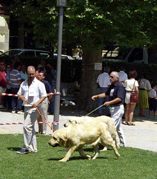 Senda de Trashumancia & Lana de Fuente Mimbre - Open Class Females, Especial Razas Españolas, El Escorial, Madrid, 19.07.1998
Senda: (Jorgito de Trashumancia x Desconfiada de Trashumancia) 
Born: 01.05.1995 - Breeder: Luis Esquiró Bolaños, owner: Francisco Torrijos Santos

Lana: (Pizarro de Trashumancia x Timida de Fuente Mimbre) Born: 10.03.1994 - Breeder & owner: Francisco Torrijos Santos  

Keywords: 1998