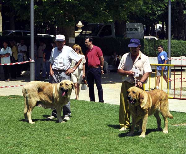 Tormenta de Los Zumbos & Vera de Autocan - Open Class Females, Especial Razas Españolas, El Escorial, Madrid, 19.07.1998
Tormenta: (Barón del Valle Escondido x Chatila), Born: 01.02.1995 - Breeder: Francisco Alonso Fernández, owner: Cecilio López Prieto
Vera: (Barbaro x Maria de Autocan), Born: 02.03.1993 - Breeder & owner: Isidro García Suárez  

Keywords: 1998