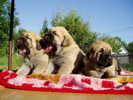 21 days old puppies from Tornado Erben
(Ich. Basil Mastifland x Ch.Deborah Tornado Erben)
Keywords: puppyczech puppy cachorro tornado