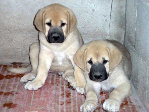 Puppies from Ortibel'li
Keywords: puppyspain puppy cachorro