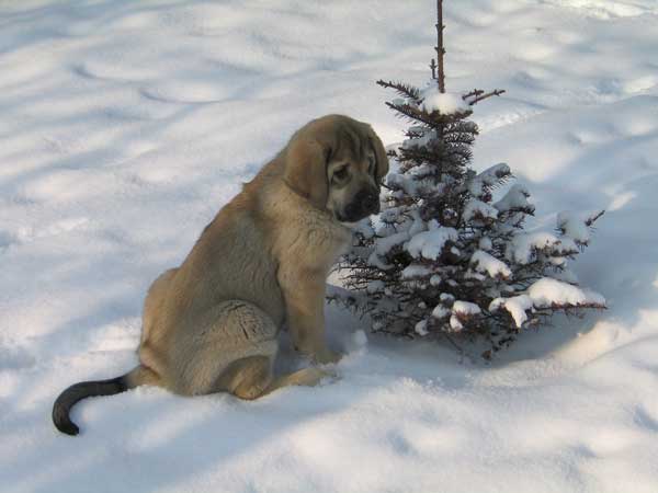 Puppy from Latvia  - born 2003
(Baskervil Mastibe x Lunnaja Raduga Zheltaja Magia)
Born 22.12.2003. 

Keywords: puppy cachorro snow nieve