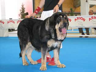 Concha de Babia: EXC 1, CAC, BOB (MEJOR DE RAZA) - Open Class Females, Nacional Show, Talavera de la Reina, Toledo, Spain 19.05.2007
Photo: Pedro Álvarez Barriada © Copyright
Keywords: 2007 babia