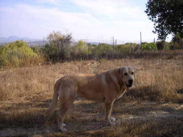 Don Atila del Espinillo - August 2005
