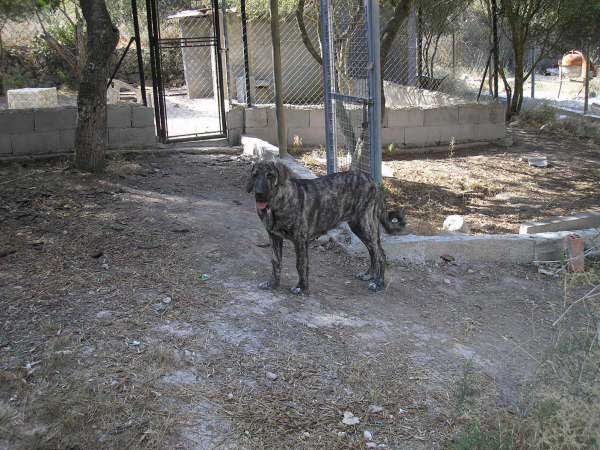 Bruma de Valdejera - August 2005
(Tajo de la Peña Mora x Moira de Valdejera)
Born: 15.03.2005  

