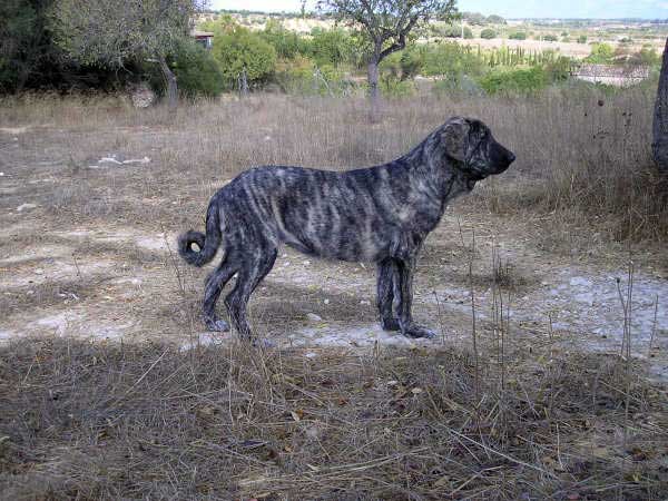 Bruma de Valdejera - August 2005
(Tajo de la Peña Mora x Moira de Valdejera)
Born: 15.03.2005  

