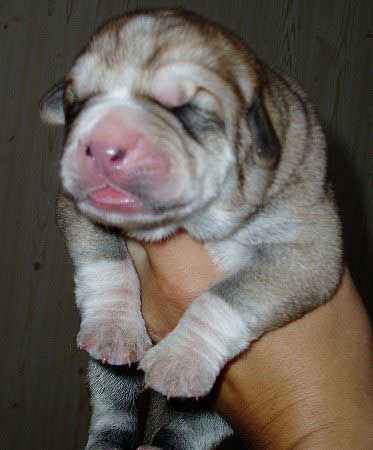 Female puppy from Tornado Erben born 05.08.2008
Nilo de Campollano x Eleonore Lu Dareva
05.08.2008

Keywords: puppyczech tornado