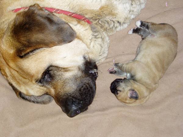 Ch. Deborah Tornado Erben with her 2 days old daughter
Keywords: tornado