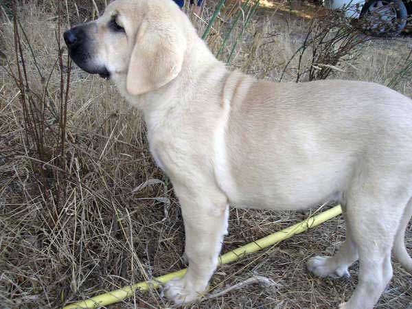 Puppy from Ortibel'li
Keywords: puppyspain puppy cachorro