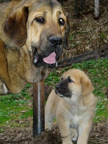 8 months old Hazelfa Tornado Erben and 7 weeks old puppy from kennel Black Hanar - Winner Photo of the Month May 2006
الكلمات الإستدلالية(لتسهيل البحث): head portrait cabeza 2006