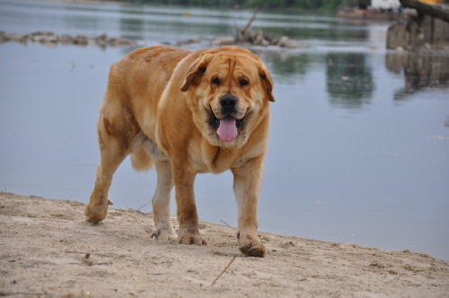 Enzo Lu Dareva - Walk on the river's side Wisla.
(Druso de la Aljabara x Franchesca Mastibe) 
Born: 05.10.2006 
Keywords: izka