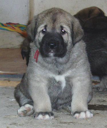 Florita Maja Tornado Erben  - 31 days old
(Druso de la Aljabara x Cica Ha-La-Mü)  

Keywords: tornado puppy cachorro