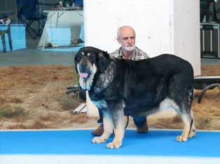 Concha de Babia: EXC 1, CAC, BOB (MEJOR DE RAZA) - Open Class Females, Nacional Show, Talavera de la Reina, Toledo, Spain 19.05.2007
Photo: Pedro Álvarez Barriada © Copyright
Keywords: 2007 babia