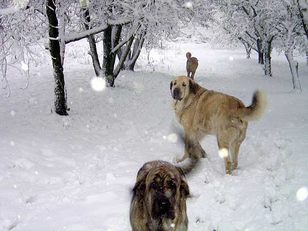 Franchesca Mastibe, Basil Mastifland & Deissy Mastibe
Keywords: mastibe snow nieve
