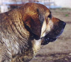 Zarpas (Vicheriza) - 1999
Photo: Sally Nielsen - © Copyright  

Keywords: vicheriza head portrait cabeza