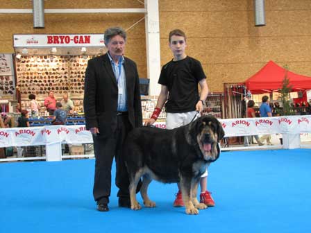 Concha de Babia: EXC 1, CAC, BOB (MEJOR DE RAZA) - Open Class Females, Nacional Show, Talavera de la Reina, Toledo, Spain 19.05.2007
Photo: Pedro Álvarez Barriada © Copyright
Keywords: 2007 babia