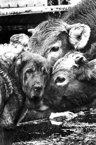 La ternura de el mastín con cualquier animal!
