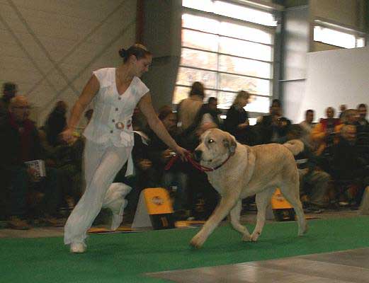 Motley House Banderas Kvini, Very Promising 1 - Puppy Class Males, World Dog Show 2006, Poland
(Antol Vlci Drap x Motley House G'Queen Papillion)
Born: 25.02.2006
Breeder: I. Egorova
Owner: M. A. Kamenskaya
