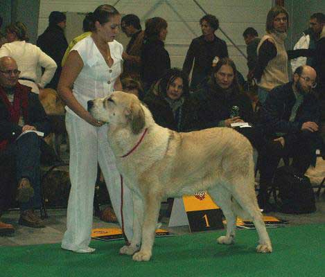 Motley House Banderas Kvini, Very Promising 1 - Puppy Class Males, World Dog Show 2006, Poland
(Antol Vlci Drap x Motley House G'Queen Papillion)
Born: 25.02.2006
Breeder: I. Egorova
Owner: M. A. Kamenskaya
