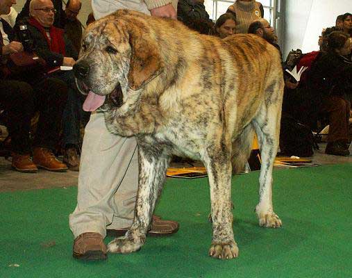 Cypress Hill Lu Dareva, Exc.1, Junior World Winner - Young Class Males, World Dog Show 2006, Poland
(Enamorado Ernesto Mastibe x Franchesca Mastibe)
Born: 01.09.2005
Breeder: Ewa Jasinska
Owner: Slawomir Maternia 

Keywords: ludareva