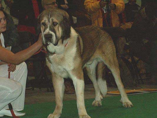 Motley House EnRikki, Young Class Males - World Dog Show 2006, Poland
(Antol Vlci Drap x Motley House Dolly) 
Born: 01.09.2005
Breeder: I. Egorova
Owner: M. A. Kamenskaya
