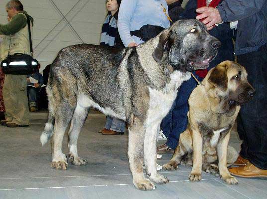 Iglesias Tornado Erben, Exc.3. Young Class Males & Zsuzsa Slnko Zemplina, Exc.4. Young Class Females - World Dog Show Poznan 2006
Iglesias Tornado Erben: (Baskervil Mastibe x Tecla de Valdejera) 
01.02.2006
Breeder: Lenka Erbenova, owner: Natasha Prudnik

Zsuzsa Slnko Zemplina: (Domenico Beark Cerny Levhart x Goya Mastibe)
Born:21.01.2006 
Breeder: Mikulas Polievka, owner: Natasha Prudnik
Keywords: cortedemadrid