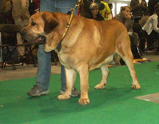 Drakon Beark Cerny Levhart, Exc. 2 - Open Class Males, World Dog Show 2006, Poland
(Arak z Kraje Sokolu x Belize Cerny Levhart) 

