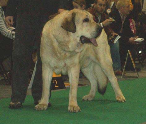 Lope Fre-Su, Exc.3. Open Class Males - World Dog Show 2006, Poland
(Basil Mastifland x Astra Dobra Rasa) 
Born: 04.01.2004
Breeder: Joanna Turek
Owner: Klaudiusz Koziolek 
Keywords: fresu