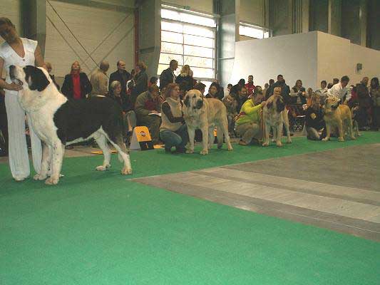 Antol Vlci Drap Exc. 3, Basil Mastifland, Sanson Exc.1, CWC, CACIB, World Winner, BOB & Sultan Exc. 4 - Champion Class Males, World Dog Show 2006, Poland
Antol Vlci Drap: (Baskervil Mastibe x Jolana Fi-It) 
Basil Mastifland: (Davidoff von Haus vom Steraldted x Ida Fi-It) 
Sanson: (Ordoño x Princes de Vega de Albares) 
Sultan: (Ordoño x Princes de Vega de Albares) 


