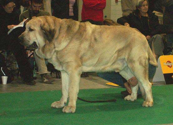 Basil Mastifland, Champion Class Males - World Dog Show 2006, Poland
(Davidoff von Haus vom Steraldted x Ida Fi-It) 
Born: 14.11.2000
Breeder: Anna Kornak

Kľúčové slová: ludareva