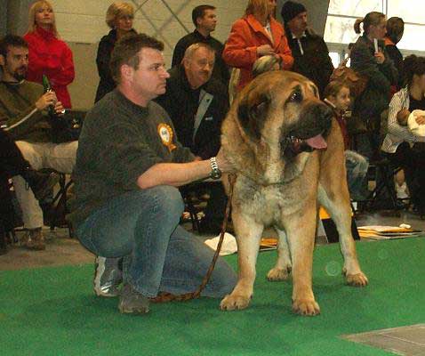 Domenico Beark Cerny Levhart, Champion Class Males - World Dog Show 2006, Poland
(Arak z Kraje Sokolu x Belize Cerny Levhart)
Born: 08.06.2004
Breeder: Jana Cermakova
Owner: Mikulas Polievka
