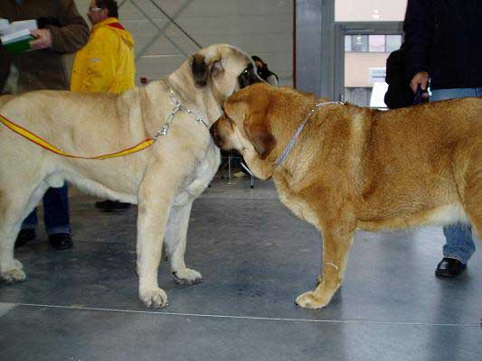 Sanson, Champion Class Males & Hetty Tornado Erben, Young Class Females - Wold Dog Show 2006, Poland
Sanson: (Ordoño x Princes de Vega de Albares) 
Hetty: (Druso de la Aljabara x Cassandra Tornado Erben) 

