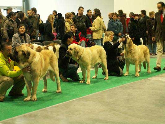 BOB Sanson, World Winner - Amiga Zazi Bis Mastibe, Junior World Winner, Best Junior & Feya Mastibe, World Winner - World Dog Show 2006, Poland
 
                  

