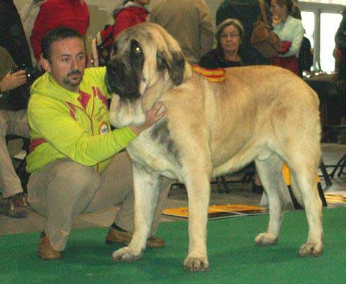 Sanson, Exc.1, CWC, CACIB, World Winner, BOB - Champion Class Males - World Dog Show 2006, Poland
(Ordoño x Princes de Vega de Albares) 
Born: 28.03.2004
Breeder: Angel Sainz de la Maza
Owner: César Estébanez Alonso
Keywords: baolamadera